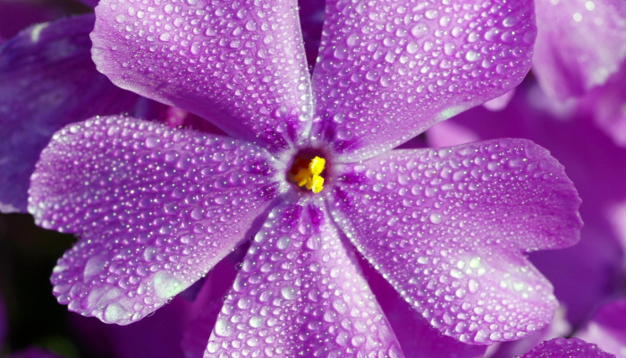 最新教你“花花生活圈挂怎么开”开挂(透视)辅助教程