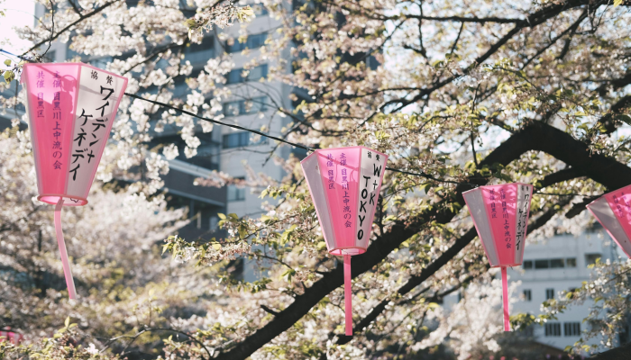 辅助神器“樱花之盛确实真的有挂”其实确实有挂