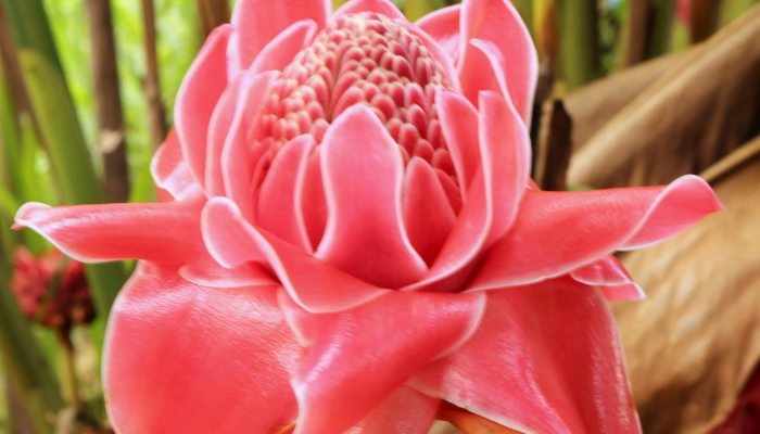 辅助神器“花花生活圈挂怎么开”其实确实有挂