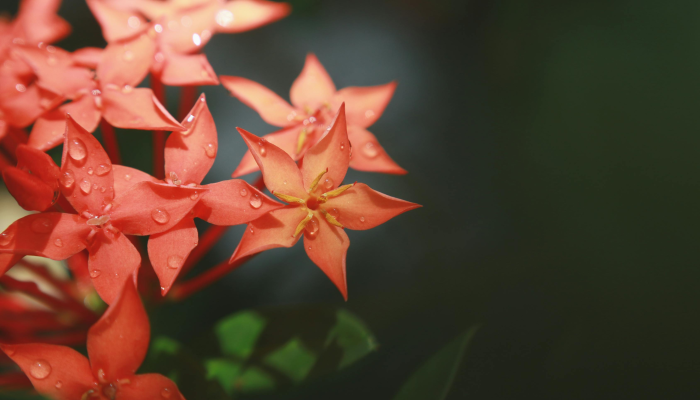 辅助神器“花花生活圈挂怎么开”其实确实有挂