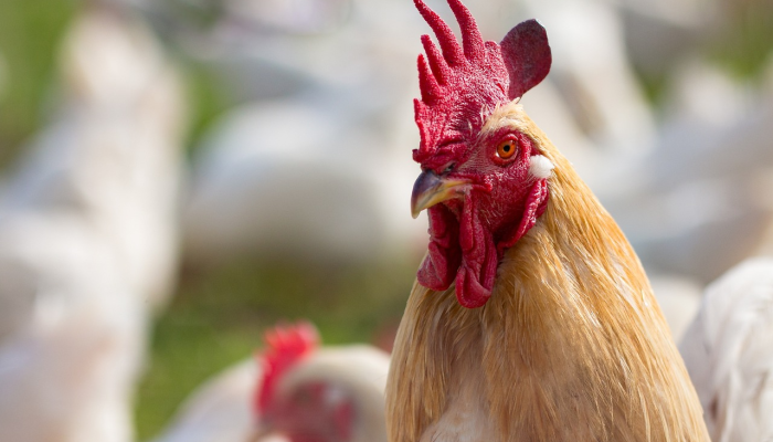 辅助神器“吉利比鸡真的确实有挂”揭秘技巧开挂 辅助神器“吉利比鸡真的确实有挂”揭秘技巧开挂