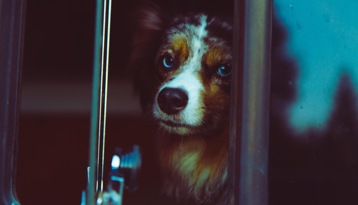 辅助神器“哈狗十三道辅助是真的能用吗”揭秘技巧开挂 辅助神器“哈狗十三道辅助是真的能用吗”揭秘技巧开挂